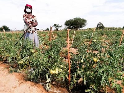 Women under MIRS program on horticultural activities as a source of livelihood in ward 4 of Chiredzi.
