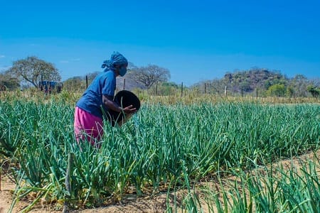Women practicing horticultural practices through the MIRS program in ward 16 of Chiredzi.