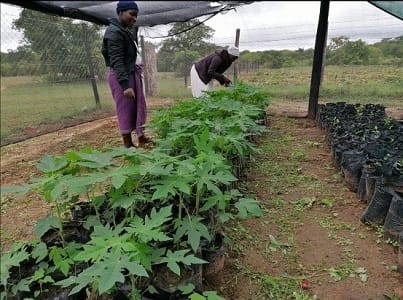 MIRS working with 20 youths on indigenous nursery woodlot establishment and afforestation programme in ward 18 of Masvingo.